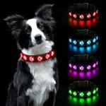 AUAUY Collare Luminoso per Cani LED Ricaricabile Impermeabile Regolabile