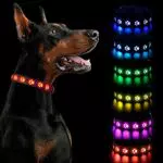 BLUESEABUY Collare Luminoso per Cani Ricaricabile con Luce LED Regolabile