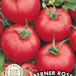 Germisem Semi di Pomodoro Berner Rose