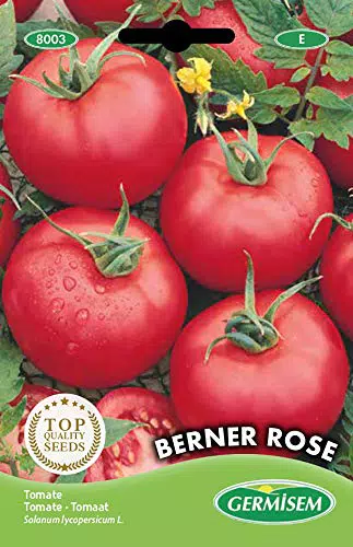 Germisem Semi di Pomodoro Berner Rose