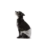 Amazon Basics Pannolini Usa e Getta per Cani Maschi