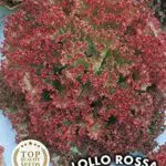 Germisem Lollo Rossa Semi di Insalata da Giardino 3 g