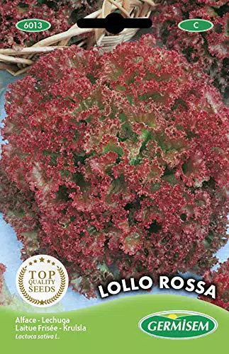 Germisem Lollo Rossa Semi di Insalata da Giardino 3 g