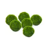 Marimo Set Originale e Certificato - Sfuso Diametro 2-3 cm