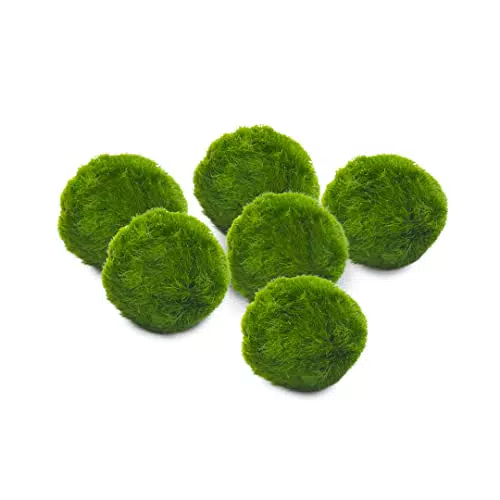 Marimo Set Originale e Certificato - Sfuso Diametro 2-3 cm