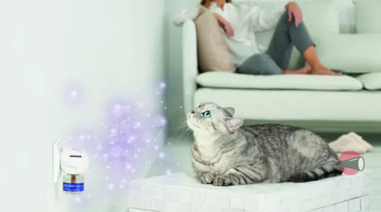 Diventa tester prodotti Feliway: se hai un gatto, candidati subito!