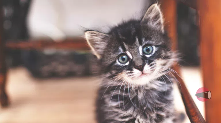 Purina Pro Plan Kitten: ricevi gratis buoni sconto e offerte