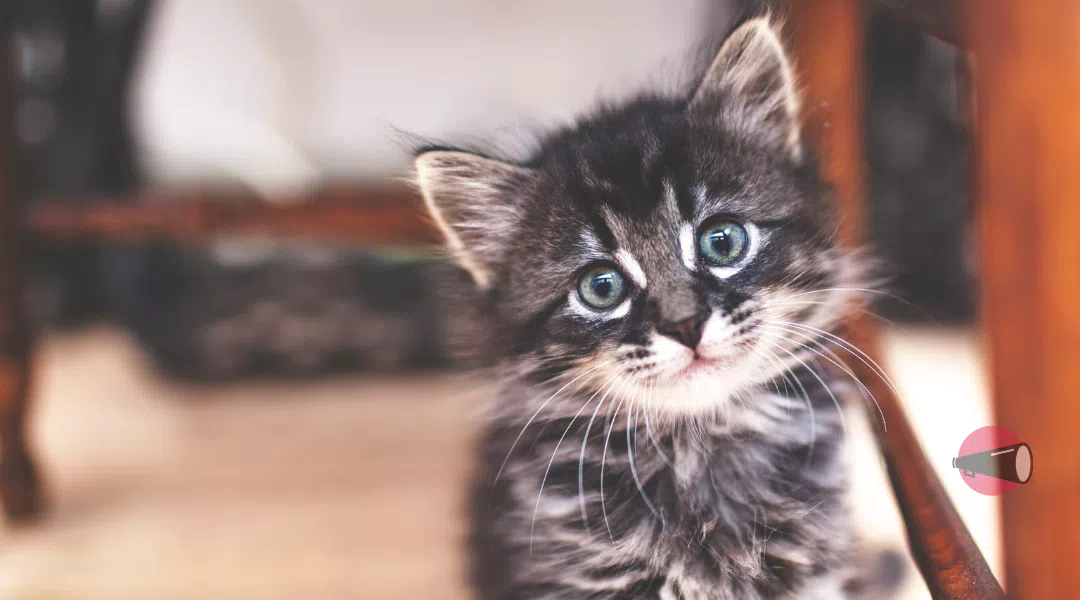 Purina Pro Plan Kitten: ricevi gratis buoni sconto e offerte