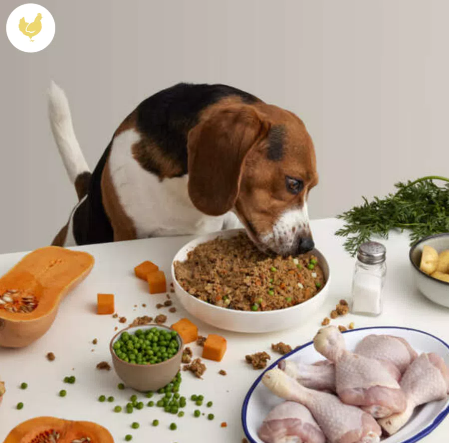 Menù di Pollo DogfyDiet