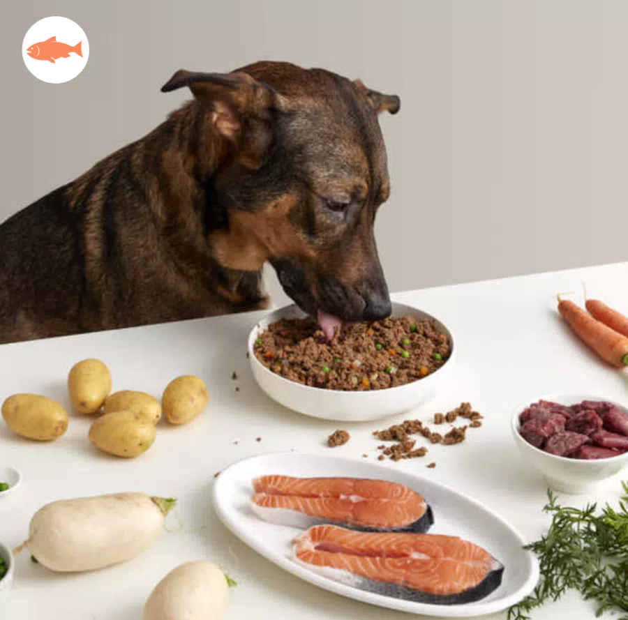 Menù di Salmone DogfyDiet