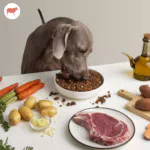 Menù di Manzo DogfyDiet