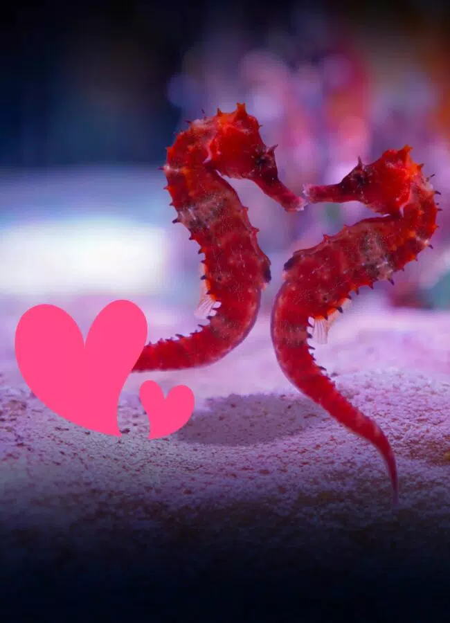 San Valentino all’Acquario di Genova
